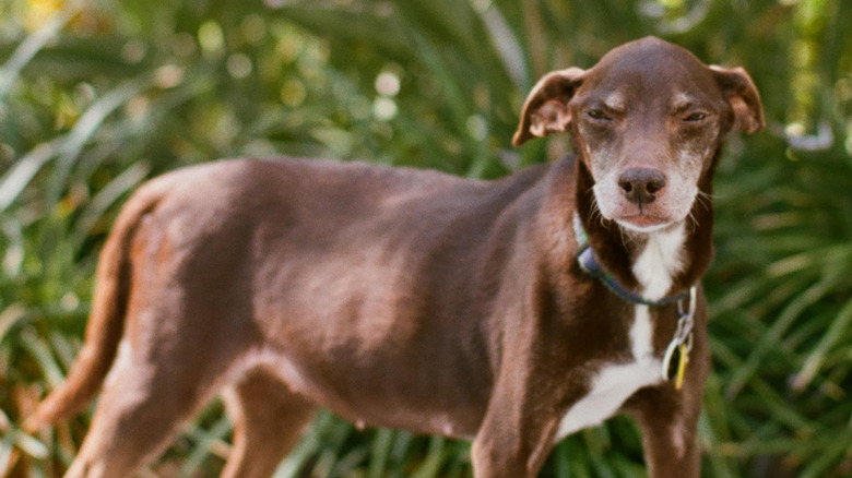 A small brown dog squints while standing outdoors