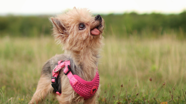 A senior Yorkshire terrier stands in a field with its tongue hanging out