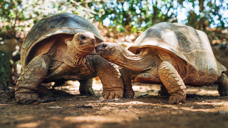 A large pair of Aldabra tortoises outside with their faces side by side