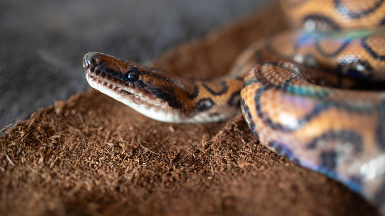 A rainbow boa in a tank