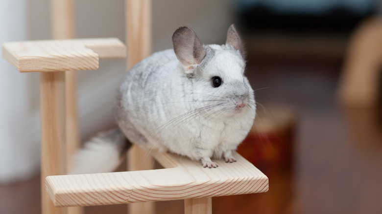 a white chinchilla with grey highlights stands on wooder play structure