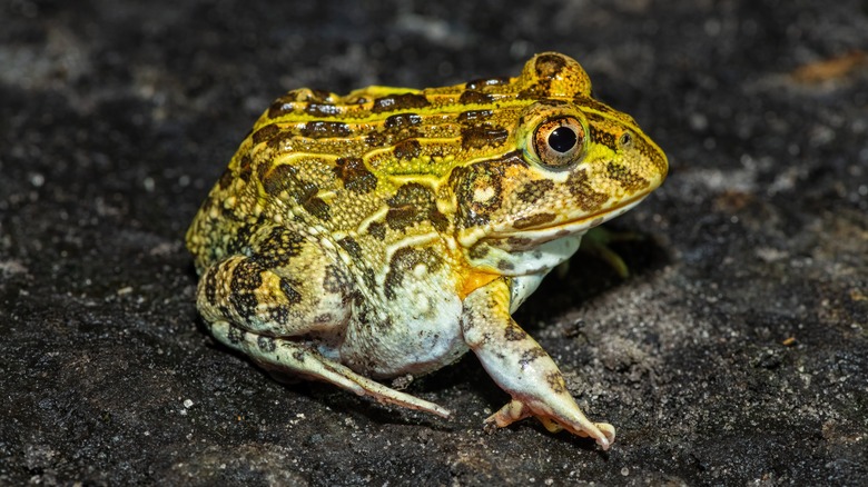 an African bullfrog on a stone