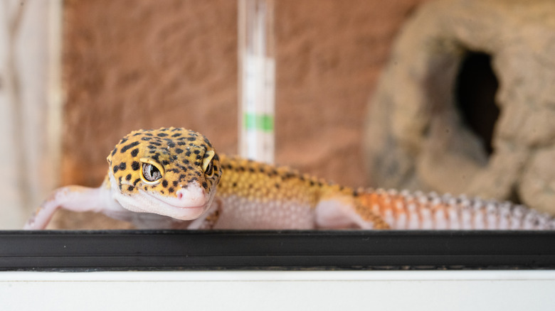 A leopard gecko in a tank