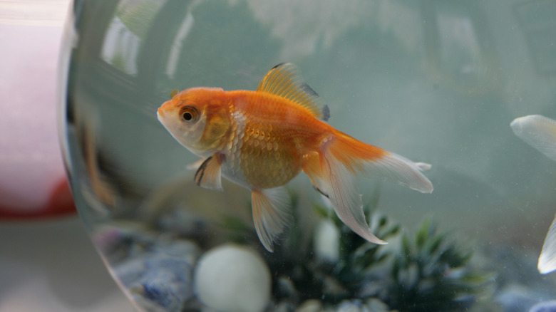 A goldfish in the corner of a round  bowl