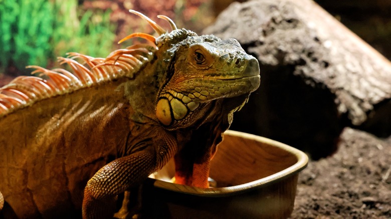 an iguana in its enclosure in front of its food