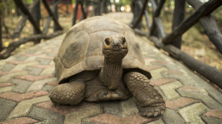 An Aldabra Tortoise on a wooden trail