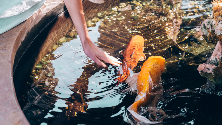 a woman puts her hand in a pond filled with koi fish