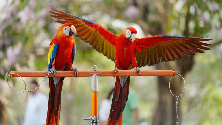 Two scarlet macaws perched together