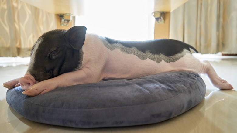 A pot belly pig sleeping on a bed in the daytime