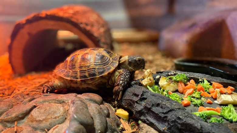 A wood turtle in an enclosure in front o a meal of vegetables