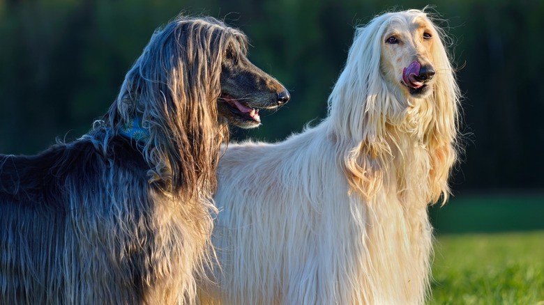 Two Afghan hounds watching a sunset.