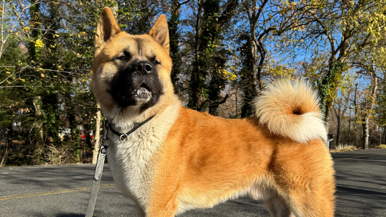 An Akita at the park.