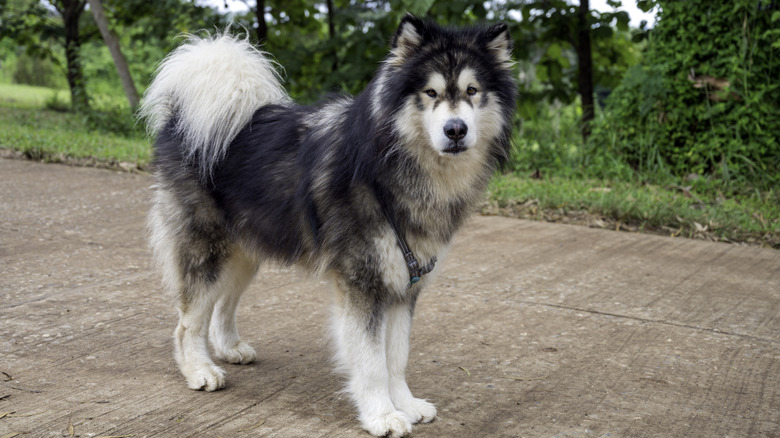 An Alaskan malamute standing on a sidewalk.