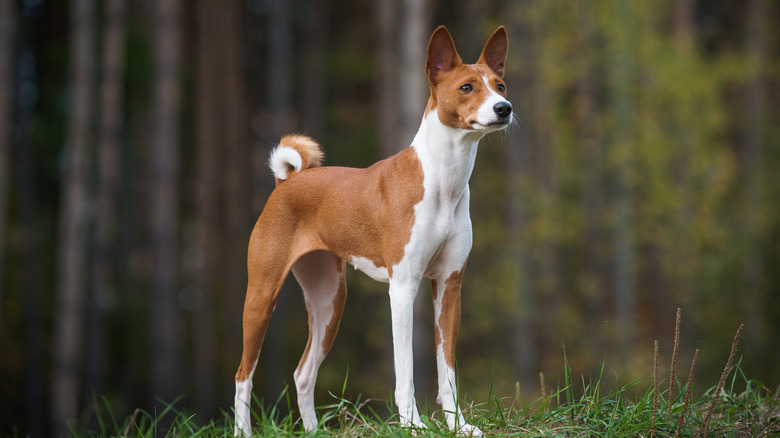 A basenji on the edge of a forest.