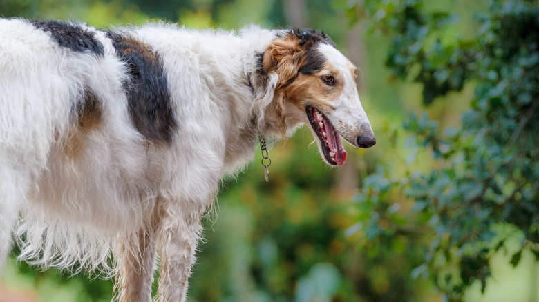 A borzoi against a leafy background.