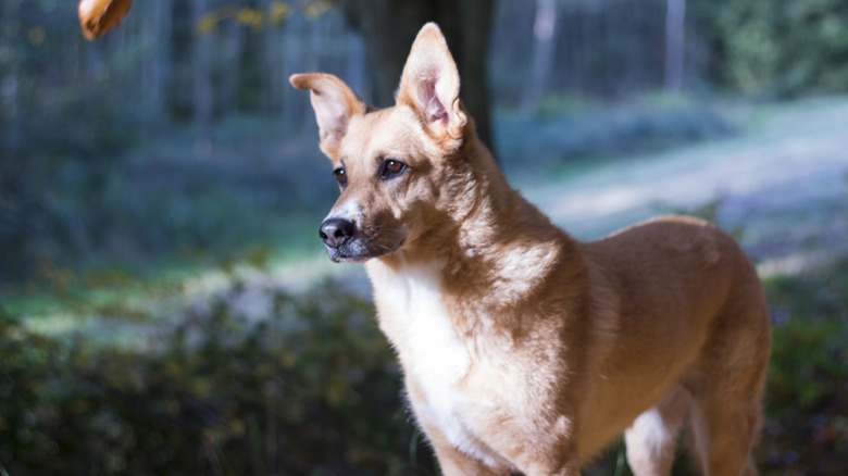 A Carolina dog outdoors.