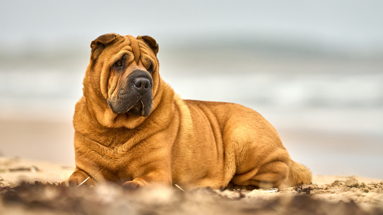 A Chinese shar pei on the beach.