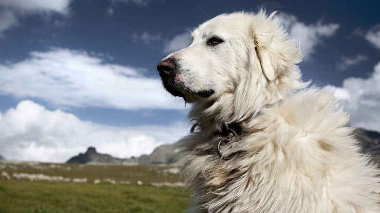 A Great Pyrenees against a mountain landscape.