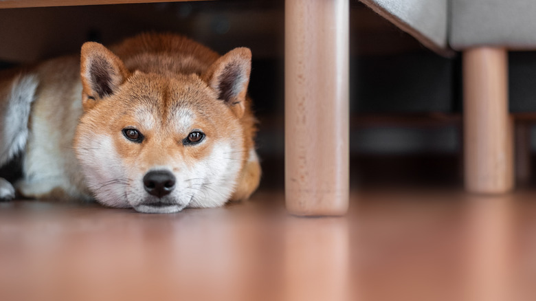 A Shiba inu hiding under a sofa