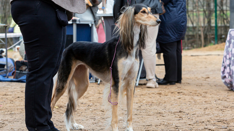 A saluki with its handler.