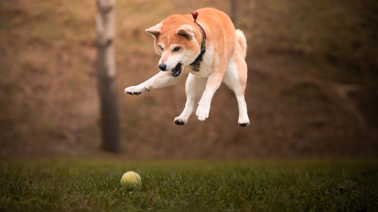 A shiba inu playing with a ball.