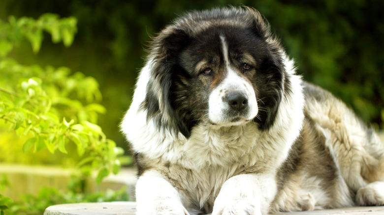 A Caucasian shepherd dog lying down.