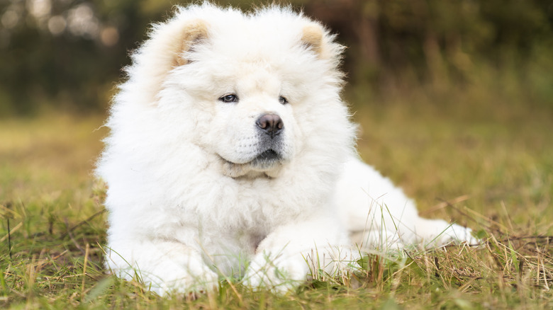 A chow chow resting in the grass.