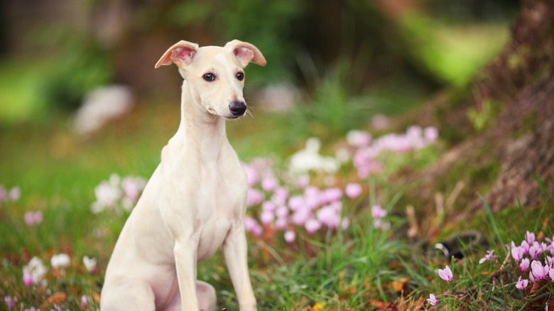 A whippet standing in a garden.