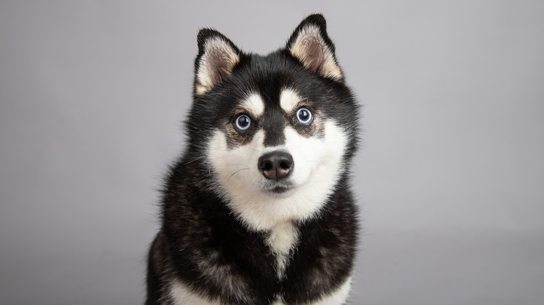 blue-eyed klee kai dog