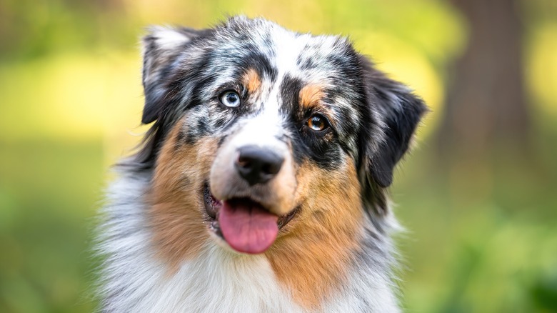 blue-eyed Australian shepherd