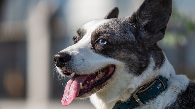 corgi with blue eyes