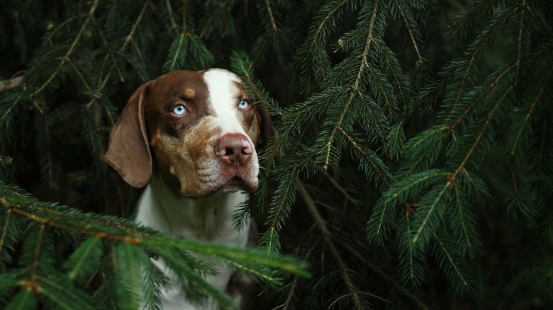 blue-eyed Catahoula leopard dog