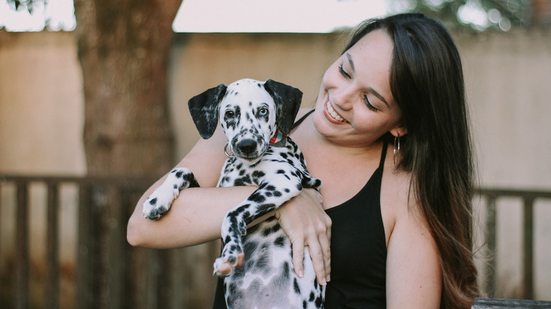 blue-eyed dalmatian