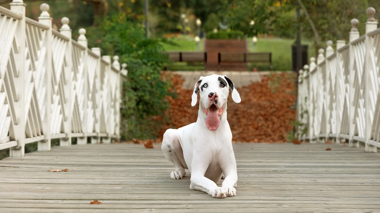 Great Dane with blue eyes