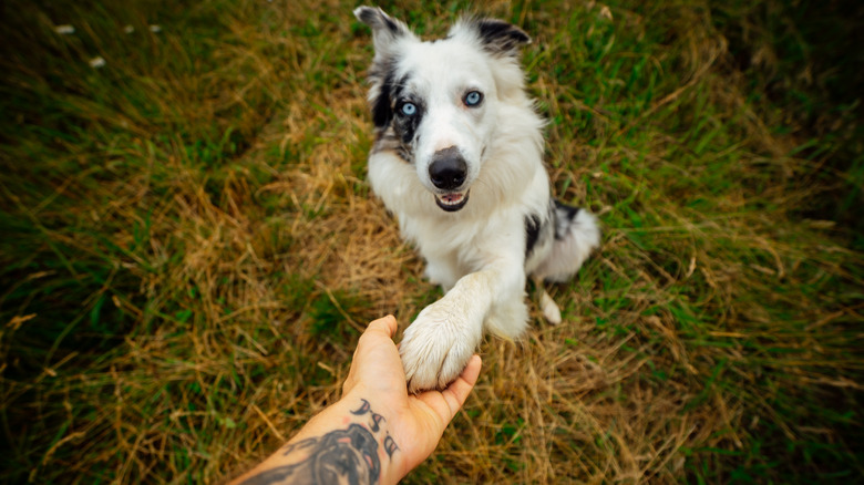 blue-eyed dog