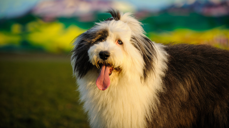 Old English sheepdog with one blue eye