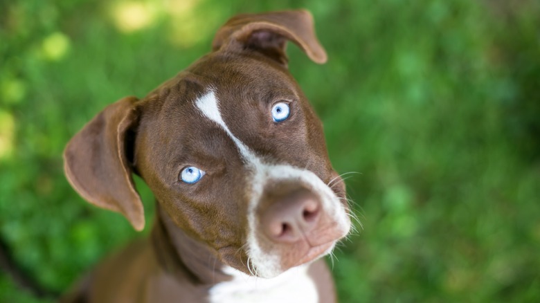 blue-eyed pit bull