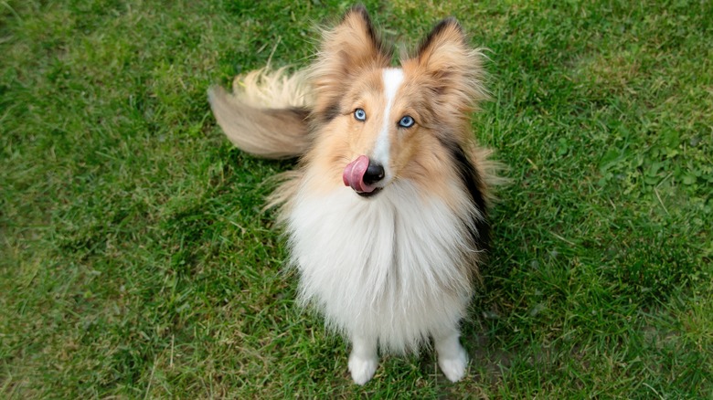 blue-eyed shetland sheepdog