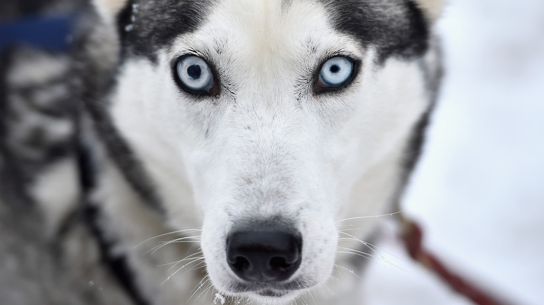 blue-eyed Siberian husky