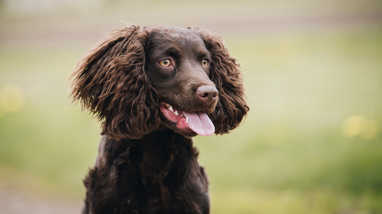 A portrait of an American water spaniel.