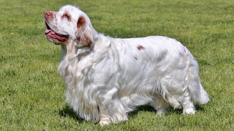 A Clumber spaniel outdoors.