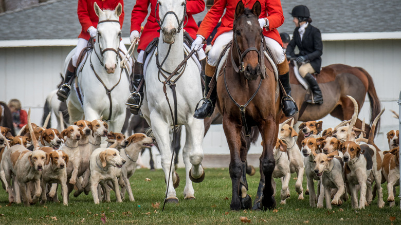 A pack of foxhounds on a hunt.