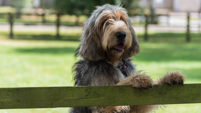 An otterhound looking over a fence.