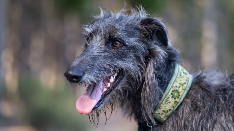 A side profile of a Scottish deerhound.