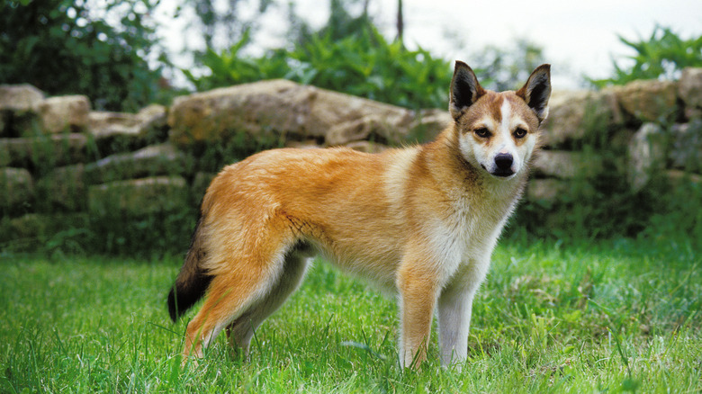 A Norwegian lundehund outdoors.