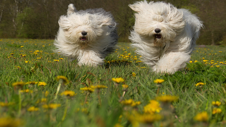 Two old English sheepdogs running.