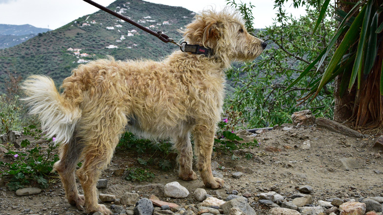 An otterhound on a leash.