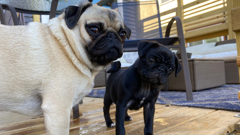 A fawn and black pug.