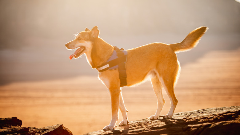 A Canaan dog against a setting sun.