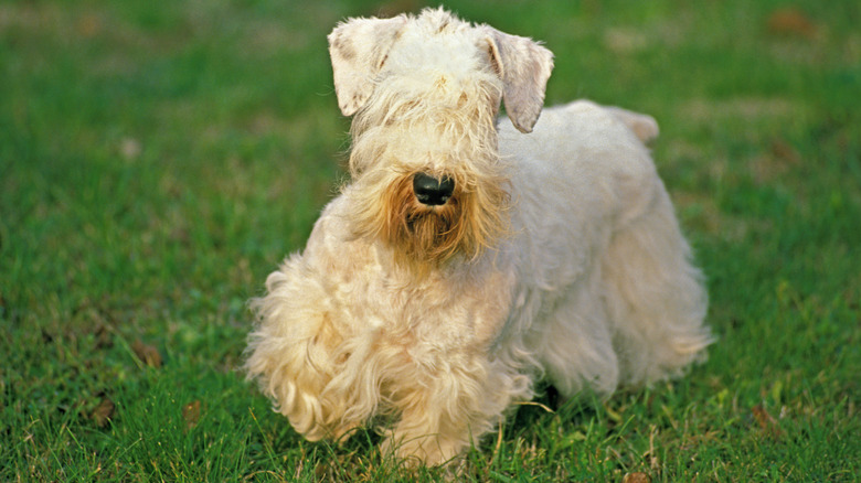 A Sealyham terrier on a lawn.